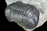 Huge Eyed, Austerops Trilobite - Morocco #105359-4